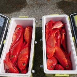 金沢八景鴨下丸 釣果