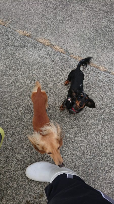 金沢八景鴨下丸 釣果