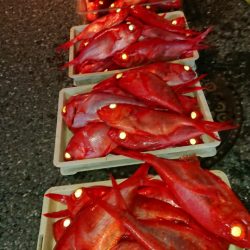 金沢八景鴨下丸 釣果