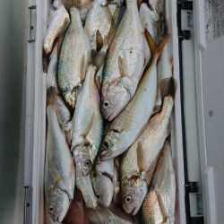 金沢八景鴨下丸 釣果