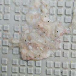 タイラバ遊漁船 ワンピース 釣果