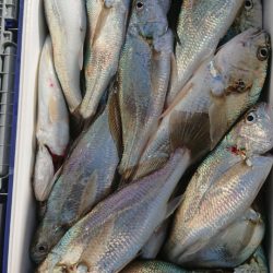 金沢八景鴨下丸 釣果