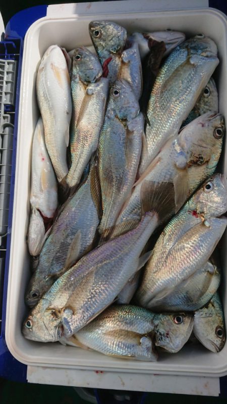 金沢八景鴨下丸 釣果