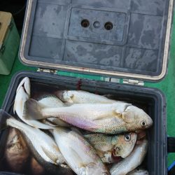 金沢八景鴨下丸 釣果