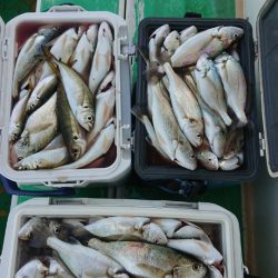 金沢八景鴨下丸 釣果