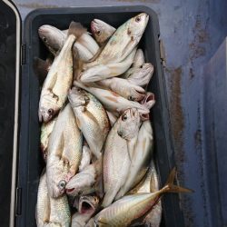 金沢八景鴨下丸 釣果