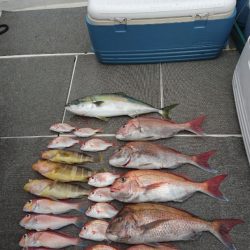 ARCADIAⅡ (アルカディアⅡ) 釣果