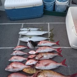 ARCADIAⅡ (アルカディアⅡ) 釣果