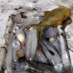 LUSTER『ラスター』 釣果