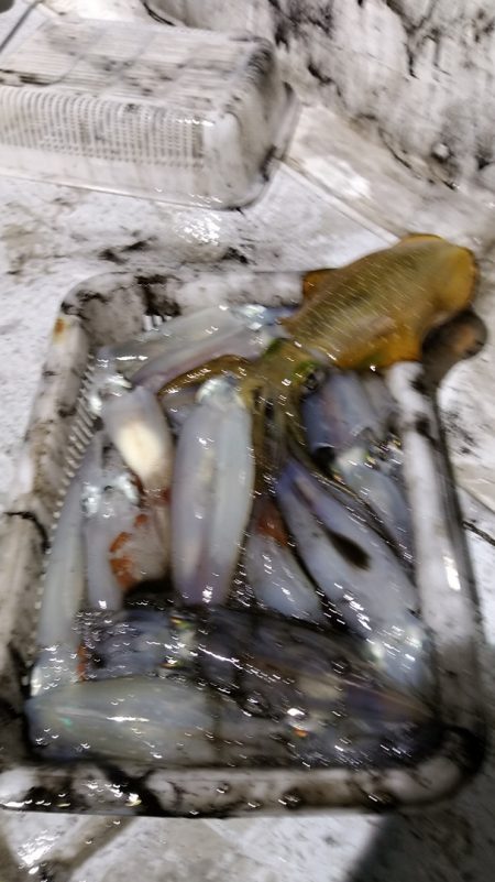 LUSTER『ラスター』 釣果