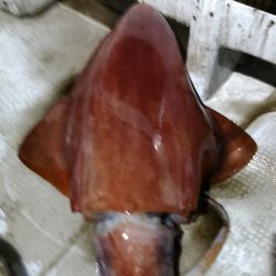 LUSTER『ラスター』 釣果