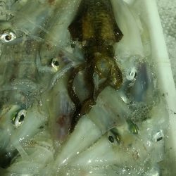 LUSTER『ラスター』 釣果