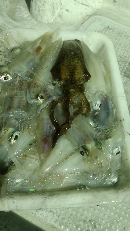 LUSTER『ラスター』 釣果