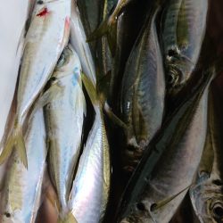 シースナイパー海龍 釣果