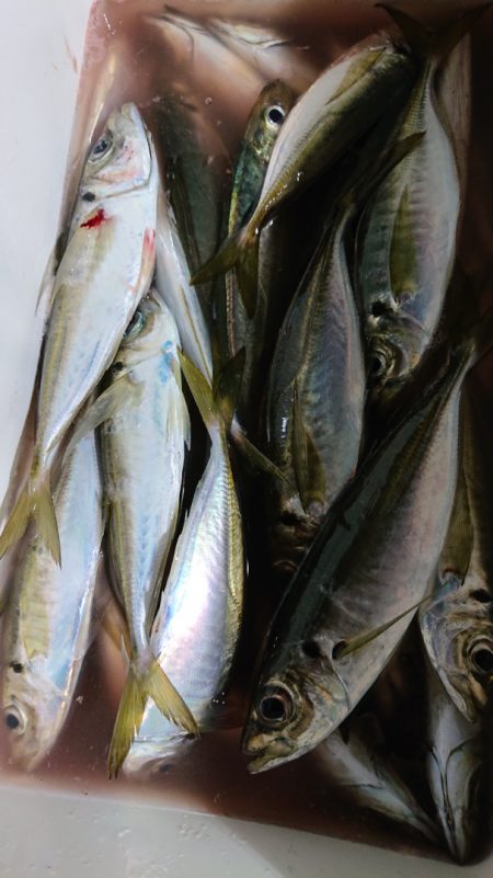 シースナイパー海龍 釣果