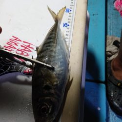 シースナイパー海龍 釣果