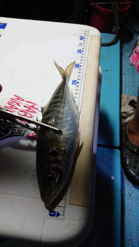 シースナイパー海龍 釣果