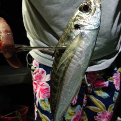 シースナイパー海龍 釣果