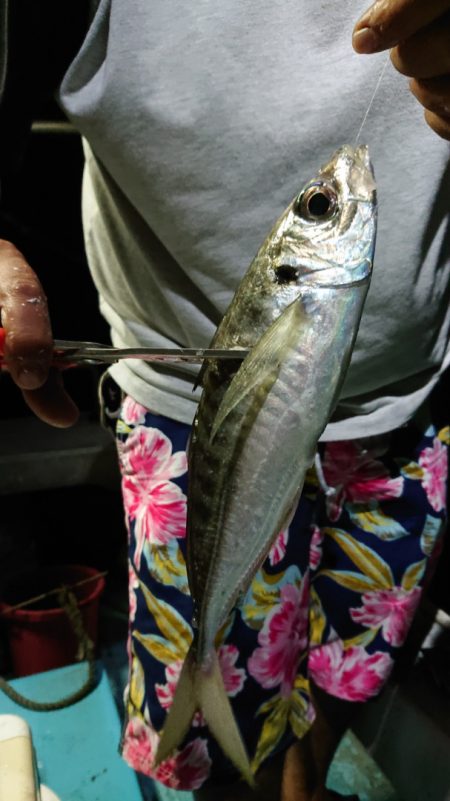シースナイパー海龍 釣果