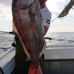 だて丸 釣果