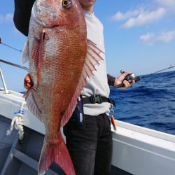 だて丸 釣果