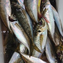 シースナイパー海龍 釣果