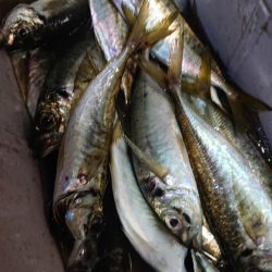 シースナイパー海龍 釣果