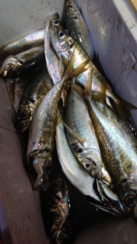 シースナイパー海龍 釣果