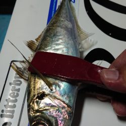 シースナイパー海龍 釣果