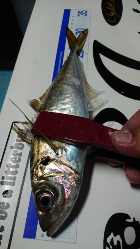 シースナイパー海龍 釣果