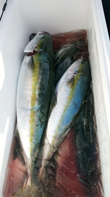 LUSTER『ラスター』 釣果