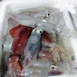 LUSTER『ラスター』 釣果