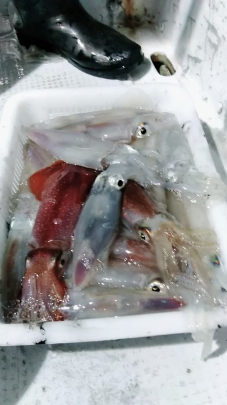 LUSTER『ラスター』 釣果