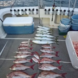 ARCADIAⅡ (アルカディアⅡ) 釣果