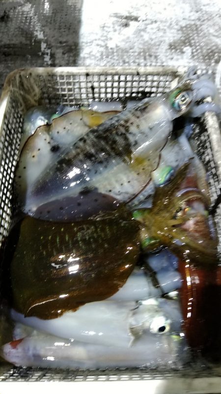 LUSTER『ラスター』 釣果