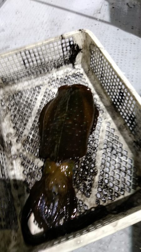 LUSTER『ラスター』 釣果