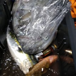 LUSTER『ラスター』 釣果