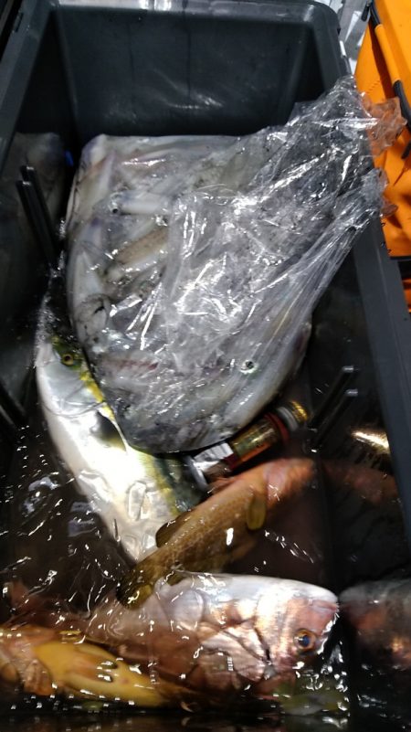 LUSTER『ラスター』 釣果