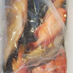 第二龍勢丸 釣果