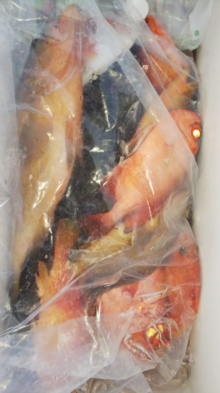 第二龍勢丸 釣果