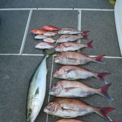 ARCADIAⅡ (アルカディアⅡ) 釣果