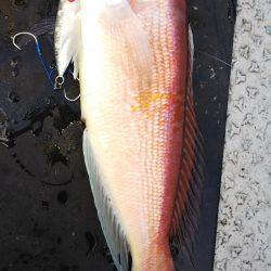 第二龍勢丸 釣果