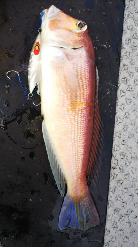 第二龍勢丸 釣果