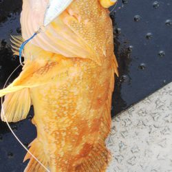 第二龍勢丸 釣果