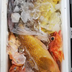 第二龍勢丸 釣果