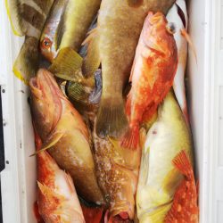 第二龍勢丸 釣果