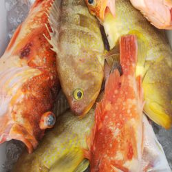 第二龍勢丸 釣果