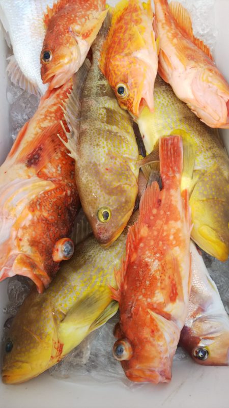 第二龍勢丸 釣果