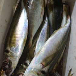 シースナイパー海龍 釣果