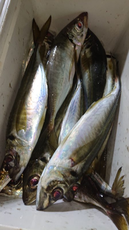 シースナイパー海龍 釣果